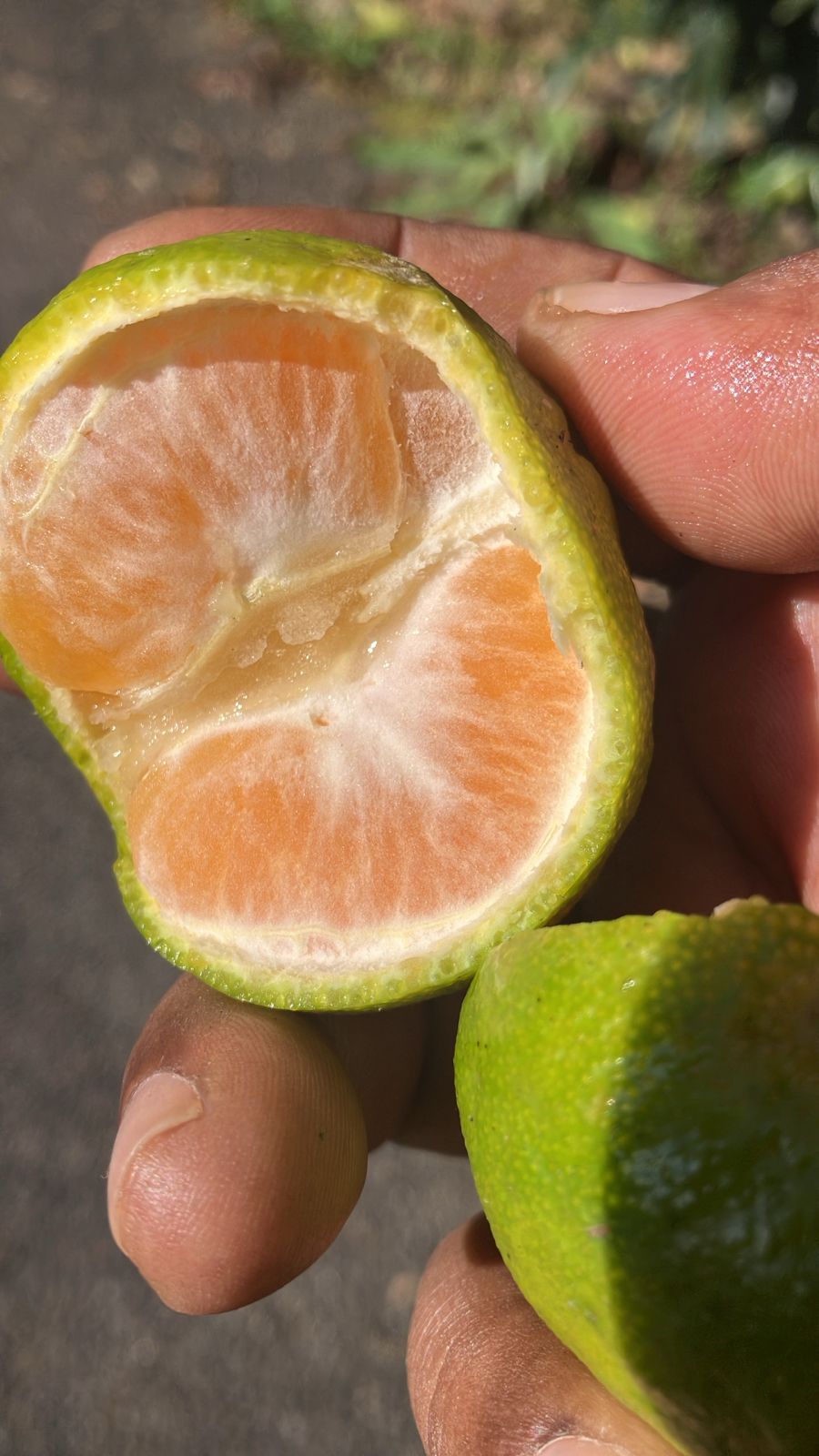 Zen Chronicles:  the Orange to Joy on the WAY…