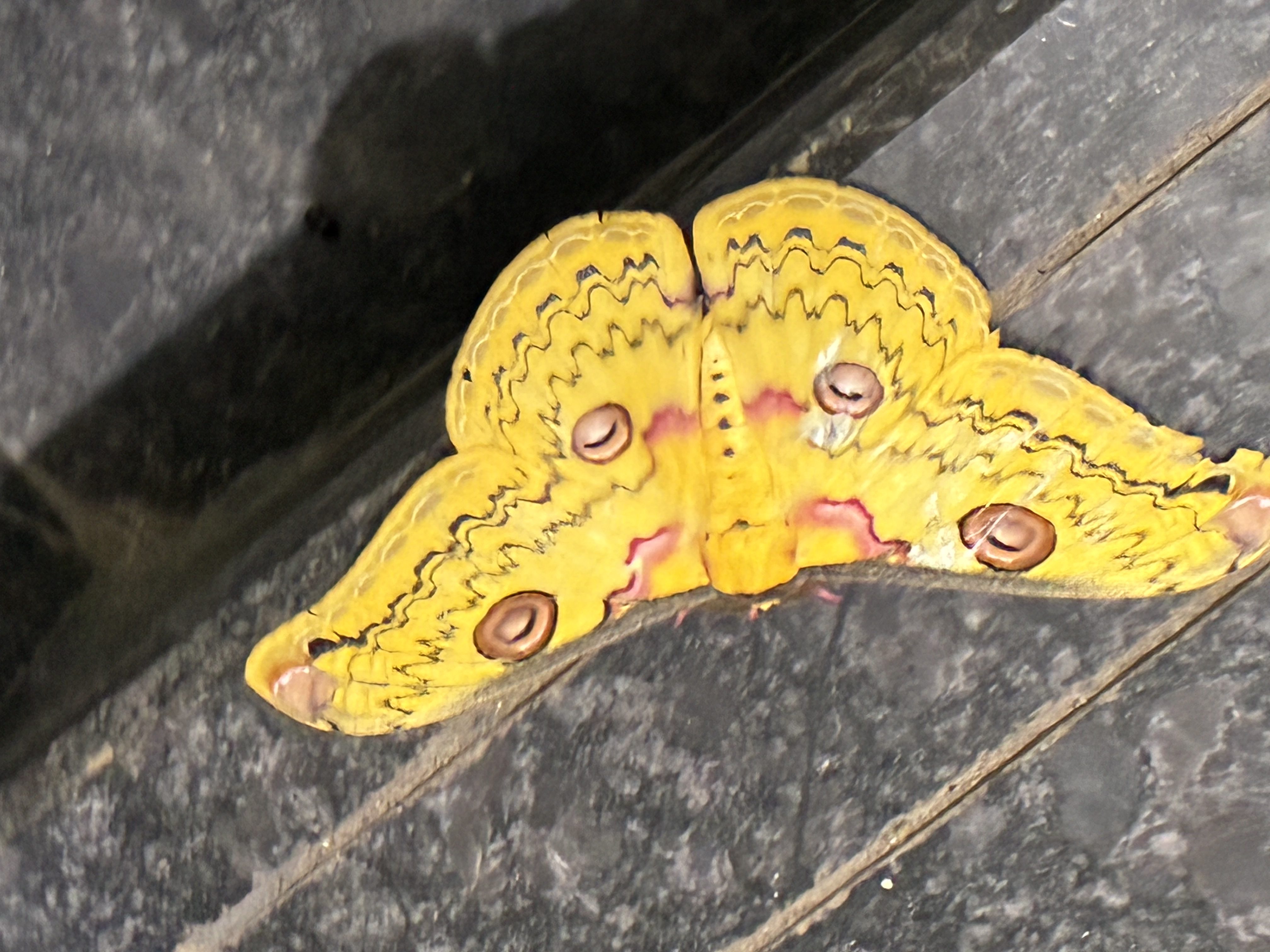 Zendo Chronicle: The Moth, the Clay, and the Website